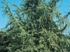Acer saccharinum laciniatum Wieri 